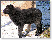 Snow sheep near Trefenter 011