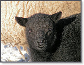 Snow sheep near Trefenter 013