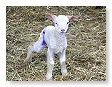 Sheep & Lambs  001