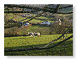 Sheep & Lambs  006