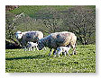 Sheep & Lambs  007