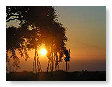 June Sunsets 025