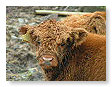 Highland calves 003