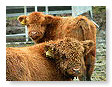 Highland calves 004