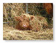 Highland calves 001