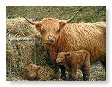 Highland calves 002