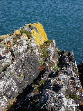 Cardigan island 6