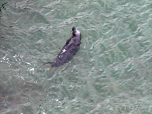 Cliff view Seals 1