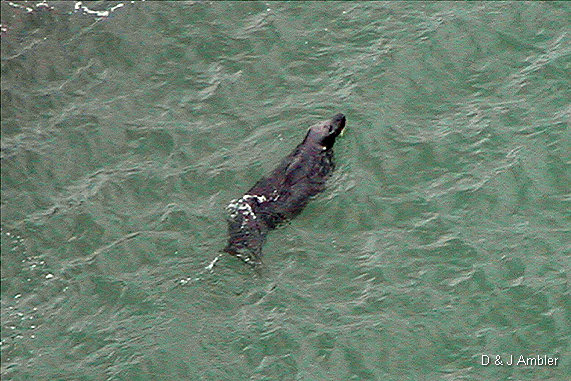 Cliff view Seals 2
