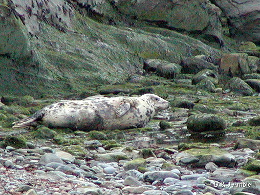 Cwmtydu Seals 2