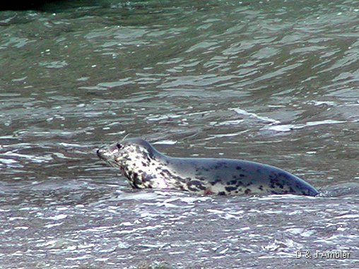 Cwmtydu Seals 0