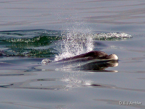 Dolphins 1