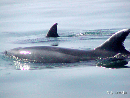 Dolphins 2