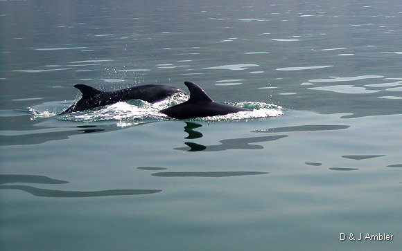Dolphins 3