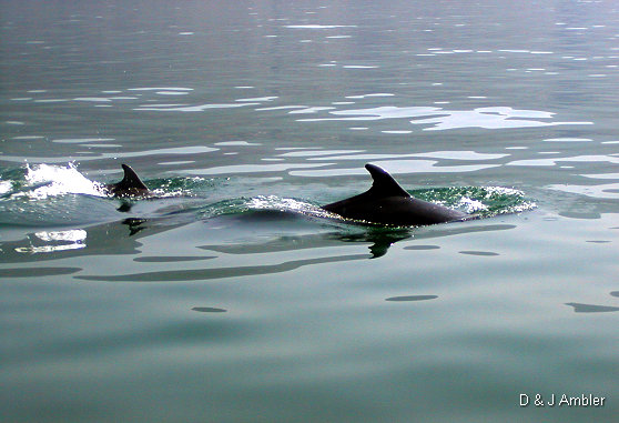 Dolphins 4