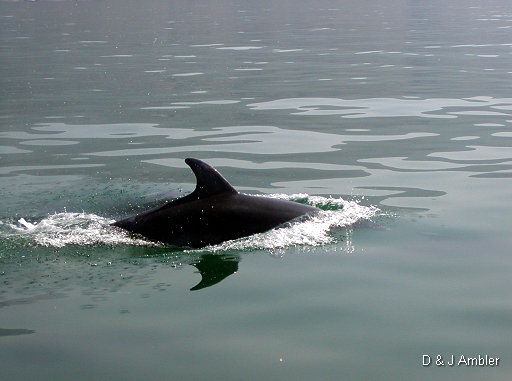 Dolphins 5