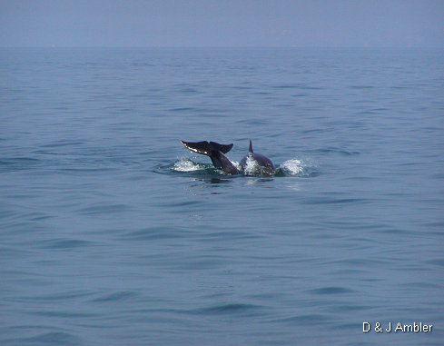 Dolphins 6