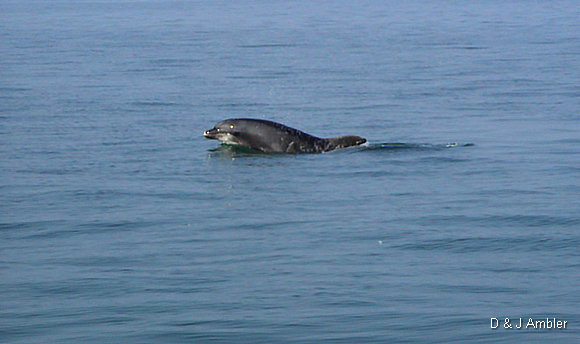 Dolphins 7