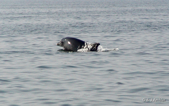 Dolphins 8
