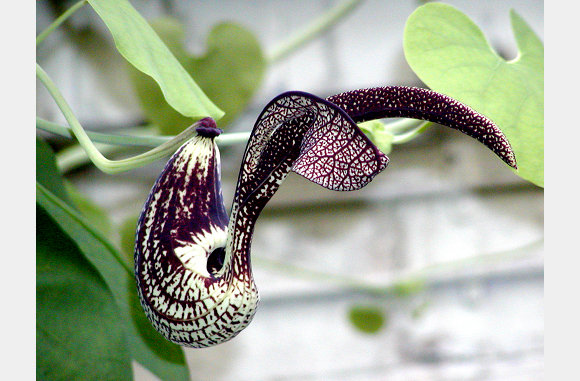 P6300040