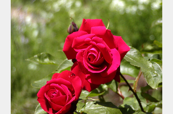 P6300082