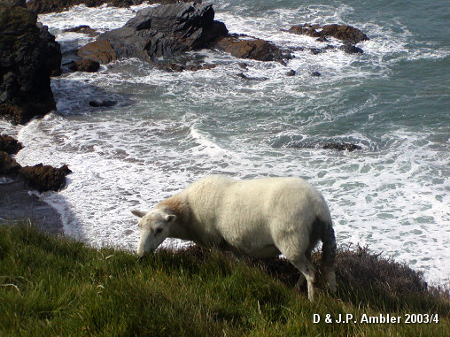 sheep grazing
