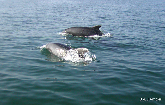 Dolphins 10
