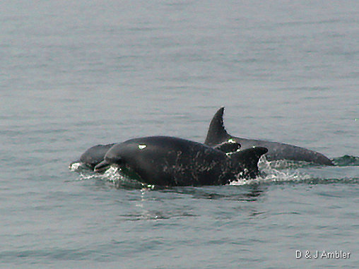 Dolphins 11