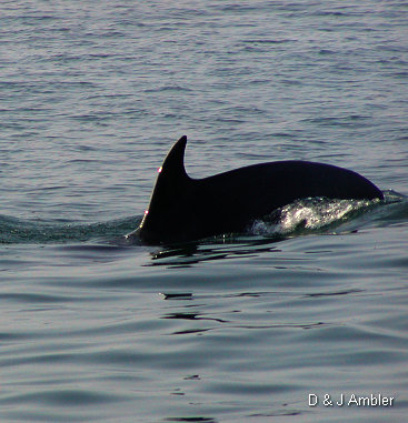 Dolphins 9