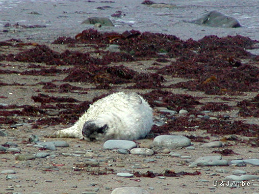 Cwmtydu Seal pups 4