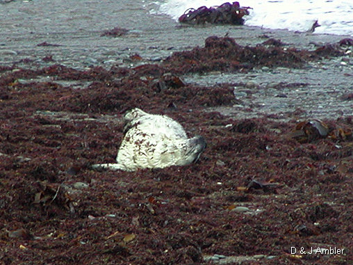 Cwmtydu Seal pups 6