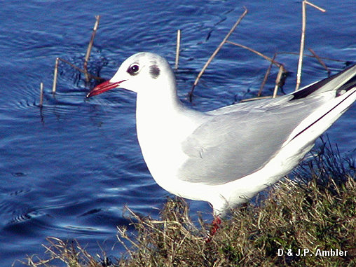 Seabirds.SB29
