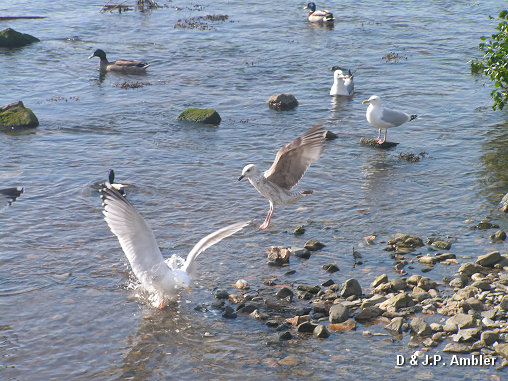 Seabirds.SB35