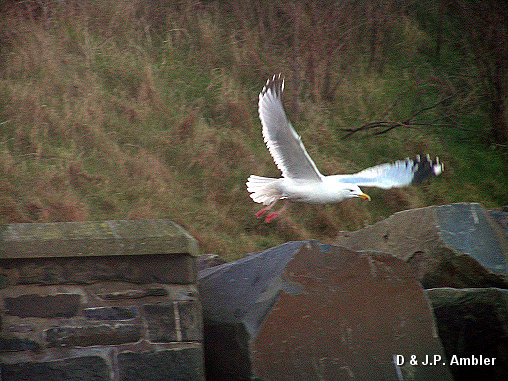 Seabirds.SB31