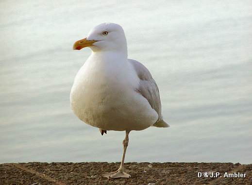 Seabirds.SB40