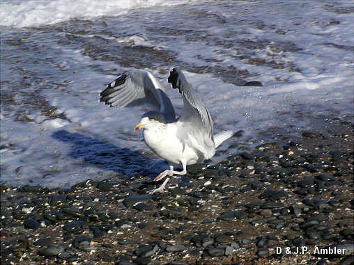 Seabirds.SB49