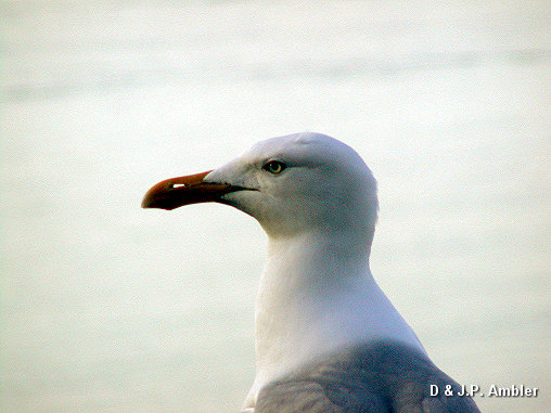 Seabirds.SB43