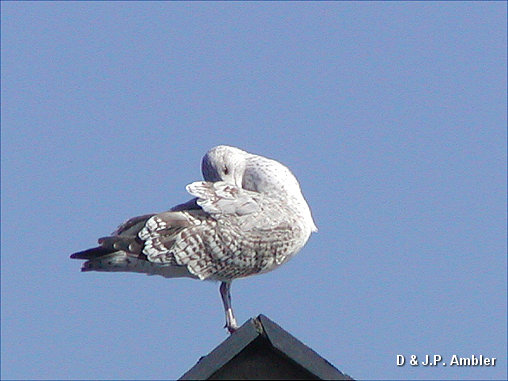 Seabirds.SB58