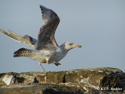 Seabirds.SB59