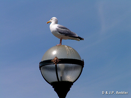 Seabirds.SB60