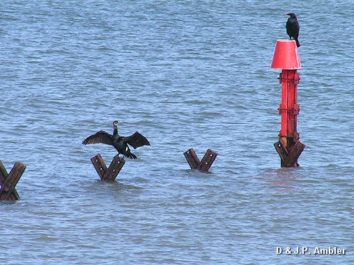 cormorant.SB6