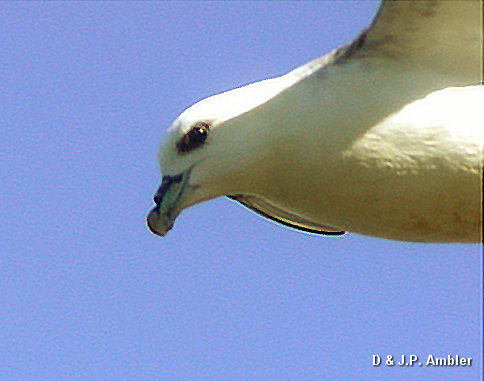 Fulmar SB9