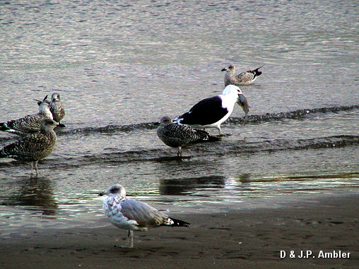 Seabirds.SB17