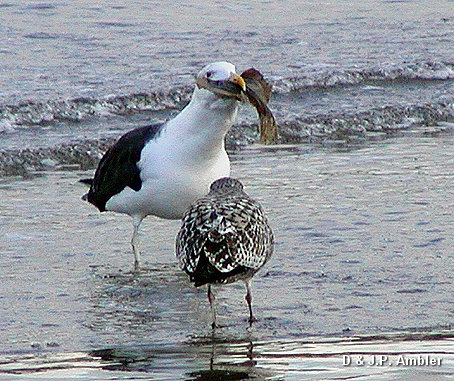 Seabirds.SB16