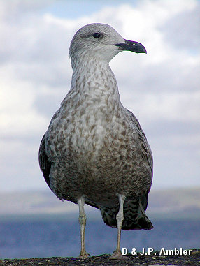 Seabirds.SB12