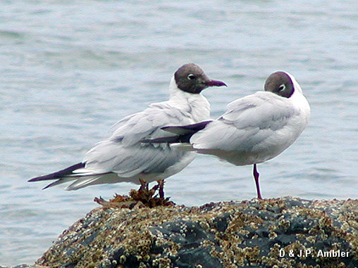Seabirds.SB18