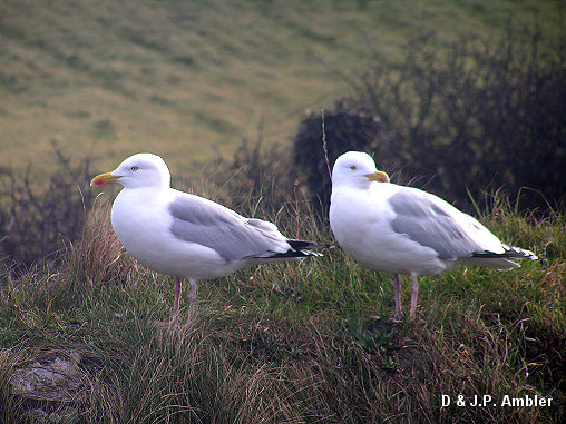 Seabirds.SB1
