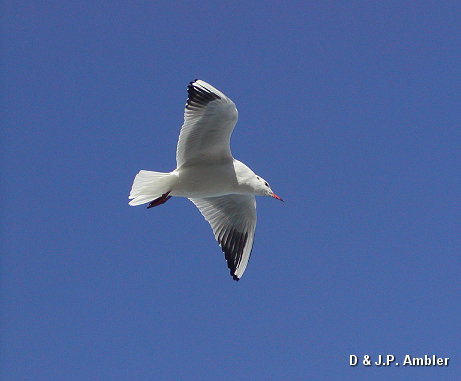 Seabirds.SB10