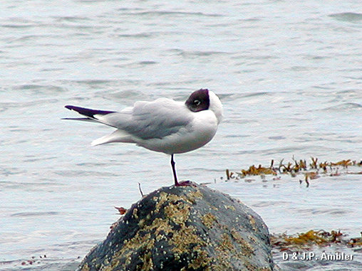 Seabirds.SB19