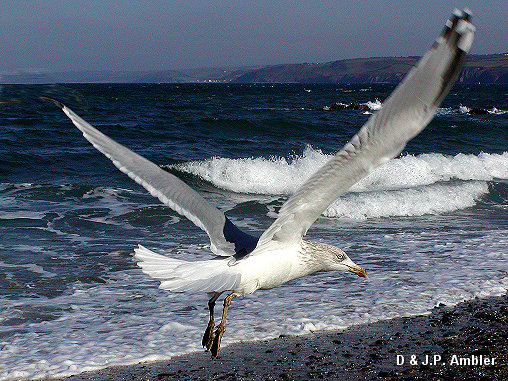 Seabirds.SB11